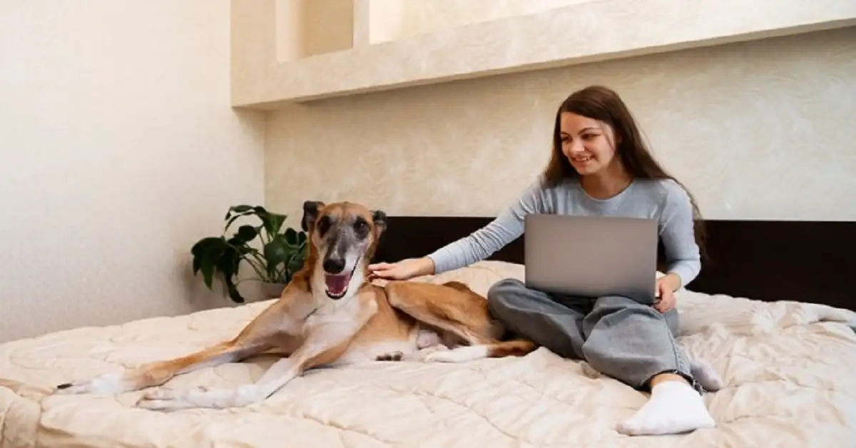 How to Ensure Your Pet is Comfortable When Lodging Them For the First Time