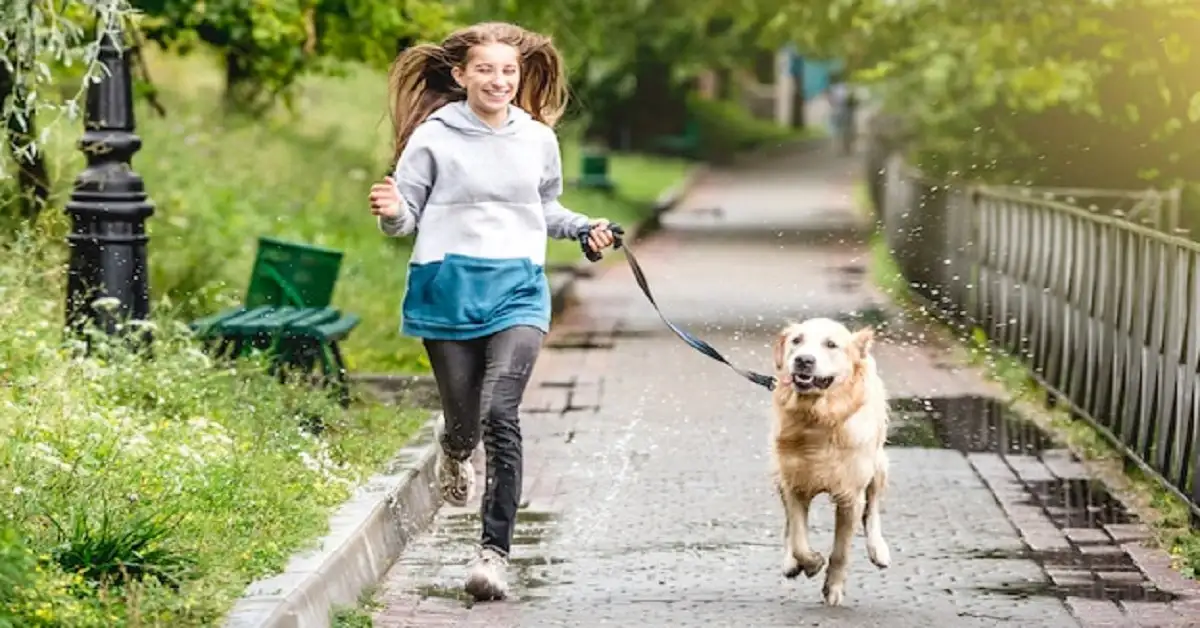 Enhancing the Daily Walk: Tips for a Better Experience with Your Pooch